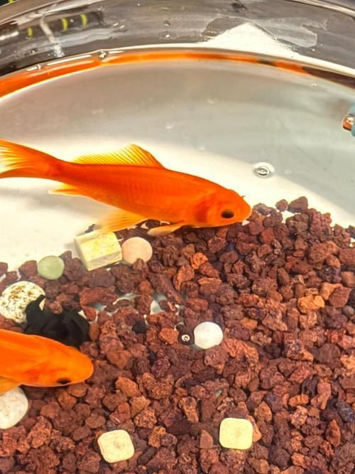 魚沉尾最忌三種東西是什么，魚沉尾最忌三種東西應對策略,魚沉尾最忌三種東西 魚沉尾最忌三種東西是什么，魚沉尾最忌三種東西應對策略,魚沉尾最忌三種東西 龍魚百科 第4張