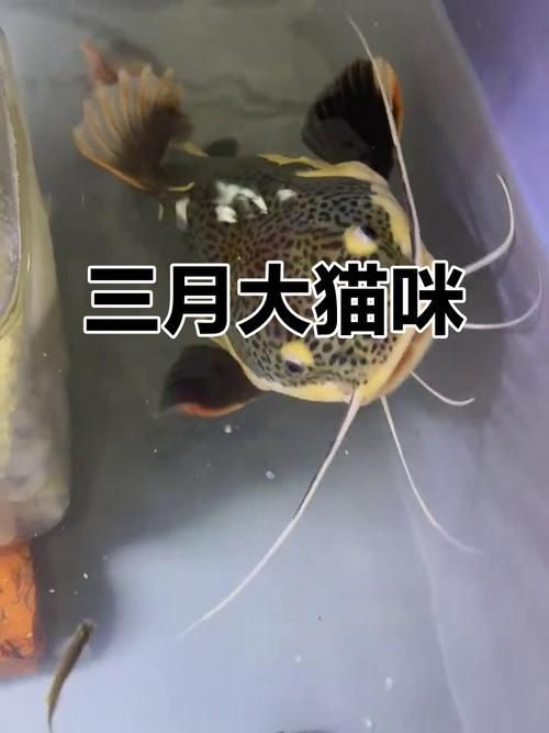 給我一些招財貓魚的圖片，招財貓魚圖片欣賞 給我一些招財貓魚的圖片，招財貓魚圖片欣賞 龍魚百科 第6張