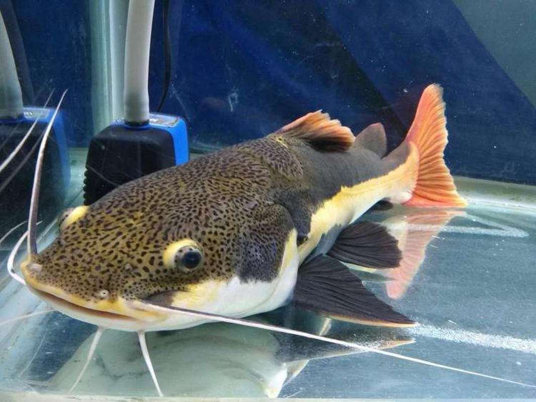 給我一些招財貓魚的圖片，招財貓魚圖片欣賞 給我一些招財貓魚的圖片，招財貓魚圖片欣賞 龍魚百科 第1張