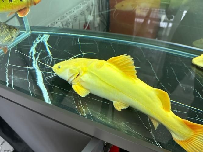 給我一些招財貓魚的圖片，招財貓魚圖片欣賞 給我一些招財貓魚的圖片，招財貓魚圖片欣賞 龍魚百科 第5張