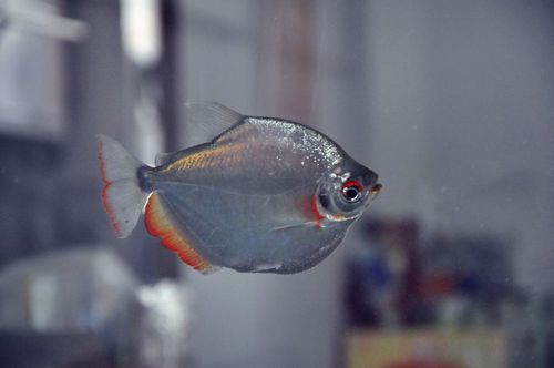麥肯斯銀版魚有多大，麥肯斯銀版魚是什么魚 麥肯斯銀版魚有多大，麥肯斯銀版魚是什么魚 龍魚百科 第2張