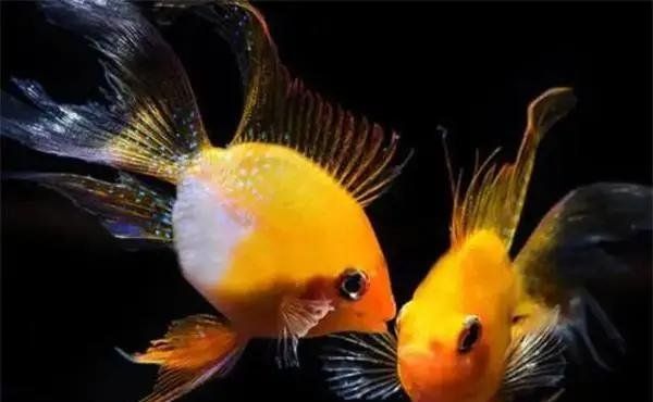 如何預防金龍魚腹水病的復發，如何預防金龍魚腹水病復發 如何預防金龍魚腹水病的復發，如何預防金龍魚腹水病復發 龍魚百科 第7張