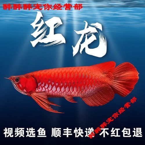 紅龍和金龍哪個更珍貴，紅龍和金龍的特征和價格區別，紅龍和辣椒紅龍對比清單 紅龍和金龍哪個更珍貴，紅龍和金龍的特征和價格區別，紅龍和辣椒紅龍對比清單 龍魚百科 第3張