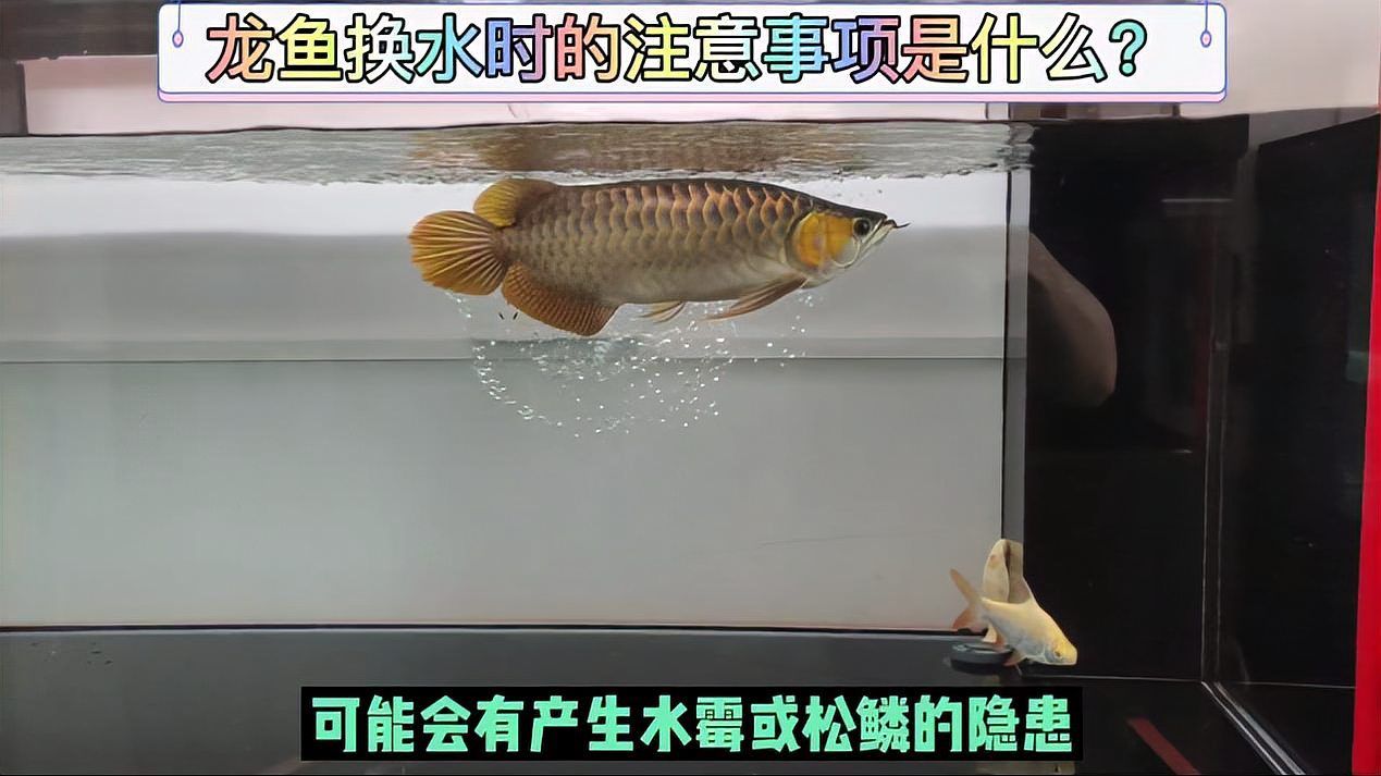 龍魚多久換一次水，2026年金龍魚批發(fā)價(jià)格波動(dòng)對(duì)消費(fèi)者有何影響 龍魚多久換一次水，2026年金龍魚批發(fā)價(jià)格波動(dòng)對(duì)消費(fèi)者有何影響 龍魚百科