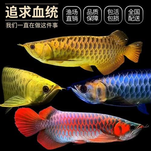給我一些辣椒紅龍的圖片，辣椒紅龍飼養指南（capsicumannuum）