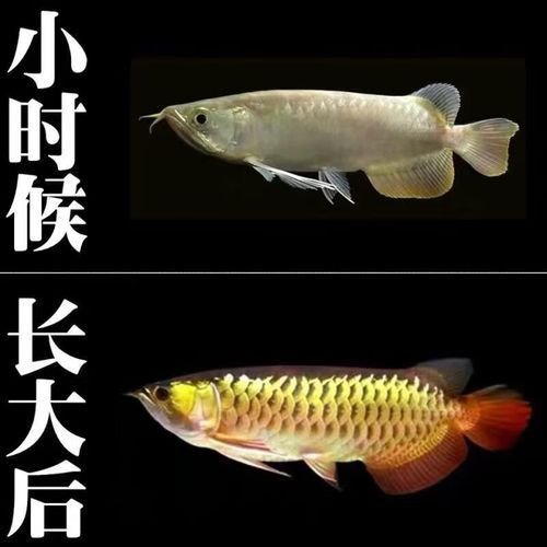 高背金龍魚如何選購？ 高背金龍魚如何選購？ 龍魚百科 第4張