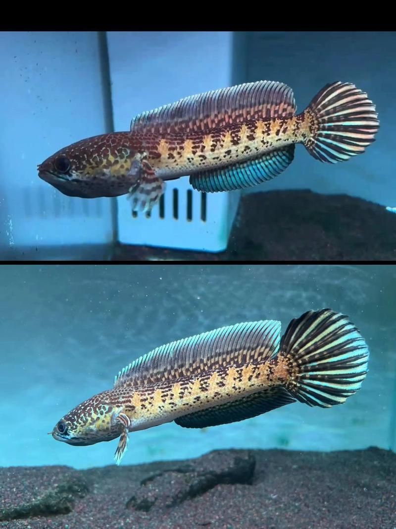 雷龍哪個品種最受歡迎,最受歡迎的恐龍——雷龍 龍魚百科 第5張 雷龍哪個品種最受歡迎,最受歡迎的恐龍——雷龍 雷龍哪個品種最受歡迎,最受歡迎的恐龍——雷龍 龍魚百科 第5張