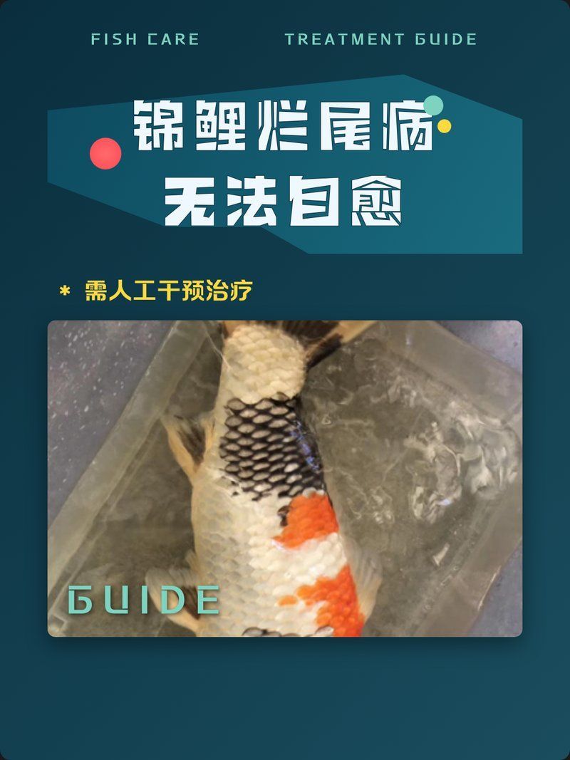 錦鯉爛尾會自愈嗎，錦鯉爛尾巴自愈與治療全攻略
