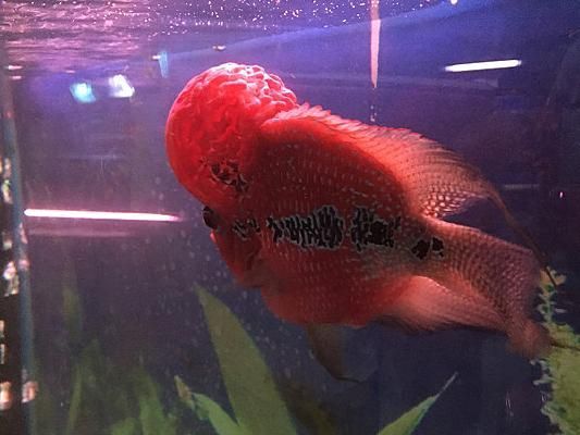 紅面財神魚,紅面財神魚是什么? 龍魚百科 第16張 紅面財神魚,紅面財神魚是什么? 紅面財神魚,紅面財神魚是什么? 龍魚百科 第16張