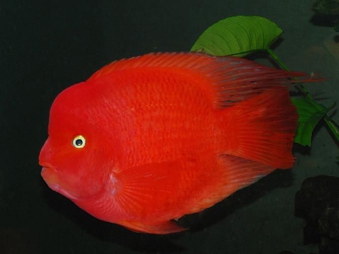 紅面財神魚,紅面財神魚是什么? 龍魚百科 第17張 紅面財神魚,紅面財神魚是什么? 紅面財神魚,紅面財神魚是什么? 龍魚百科 第17張