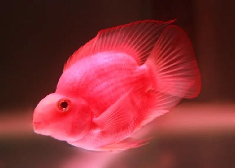 紅面財神魚,紅面財神魚是什么? 龍魚百科 第12張 紅面財神魚,紅面財神魚是什么? 紅面財神魚,紅面財神魚是什么? 龍魚百科 第12張