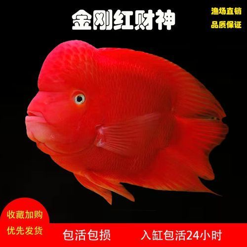 紅面財神魚，紅面財神魚是什么？ 紅面財神魚，紅面財神魚是什么？ 龍魚百科 第19張