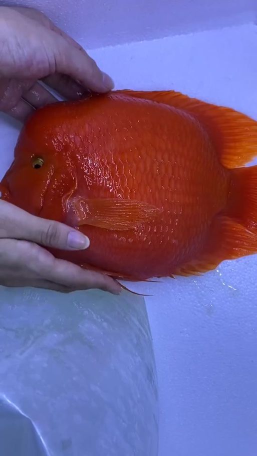 紅面財神魚,紅面財神魚是什么? 龍魚百科 第6張 紅面財神魚,紅面財神魚是什么? 紅面財神魚,紅面財神魚是什么? 龍魚百科 第6張
