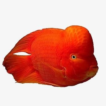 紅面財神魚,紅面財神魚是什么? 龍魚百科 第7張 紅面財神魚,紅面財神魚是什么? 紅面財神魚,紅面財神魚是什么? 龍魚百科 第7張