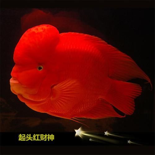 紅面財神魚,紅面財神魚是什么? 龍魚百科 第5張 紅面財神魚,紅面財神魚是什么? 紅面財神魚,紅面財神魚是什么? 龍魚百科 第5張