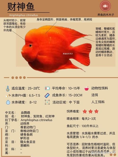 紅面財神魚,紅面財神魚是什么? 龍魚百科 第4張 紅面財神魚,紅面財神魚是什么? 紅面財神魚,紅面財神魚是什么? 龍魚百科 第4張