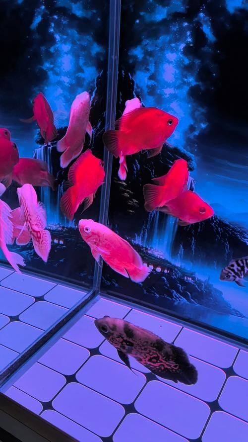 紅面財神魚,紅面財神魚是什么? 龍魚百科 第9張 紅面財神魚,紅面財神魚是什么? 紅面財神魚,紅面財神魚是什么? 龍魚百科 第9張