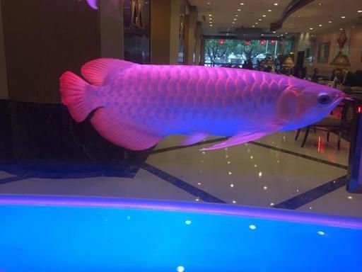 紅面財神魚,紅面財神魚是什么? 龍魚百科 第8張 紅面財神魚,紅面財神魚是什么? 紅面財神魚,紅面財神魚是什么? 龍魚百科 第8張