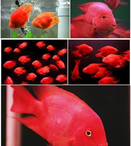 紅面財神魚,紅面財神魚是什么? 龍魚百科 第14張 紅面財神魚,紅面財神魚是什么? 紅面財神魚,紅面財神魚是什么? 龍魚百科 第14張