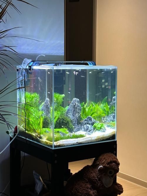 如何判斷龍魚缸的安全性？，如何判斷龍魚缸安全性 如何判斷龍魚缸的安全性？，如何判斷龍魚缸安全性 龍魚百科 第2張