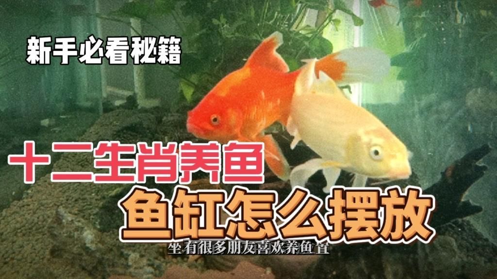 屬龍人魚缸風水布局指南