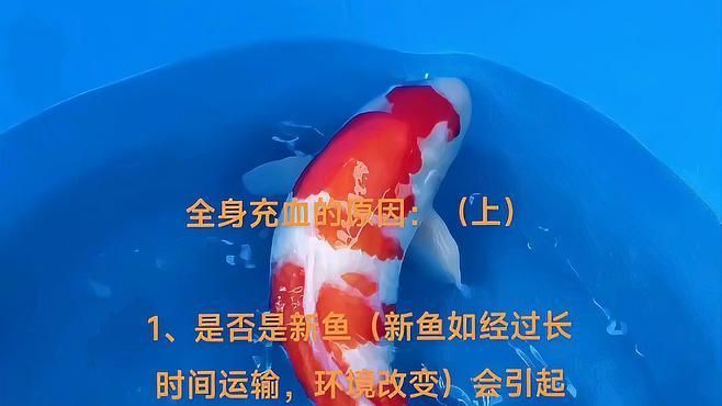 魚身體充血會死嗎，錦鯉充血五大原因佛山龍鼎錦鯉養殖有限公司養殖有限公司