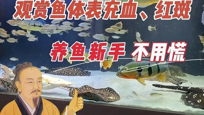 魚身體充血會死嗎，錦鯉充血五大原因佛山龍鼎錦鯉養殖有限公司養殖有限公司