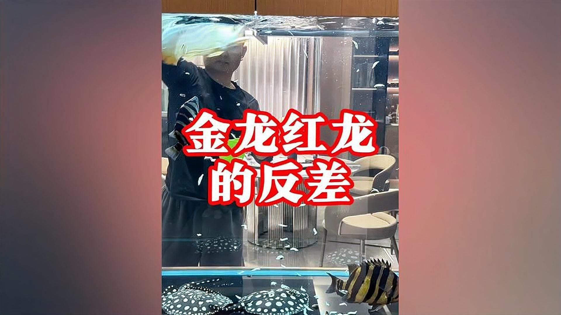 金龍魚稀有品種的飼養方法，金龍魚稀有品種飼養技術 金龍魚稀有品種的飼養方法，金龍魚稀有品種飼養技術 龍魚百科 第9張