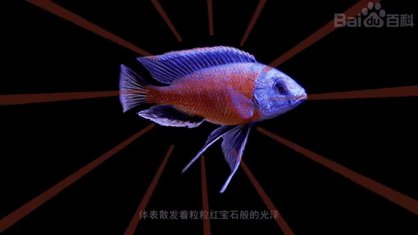如何預防三湖慈鯛胸鰭根部發紅，三湖慈鯛胸鰭發紅病變vs健康胸鰭發紅病變vs健康胸鰭 如何預防三湖慈鯛胸鰭根部發紅，三湖慈鯛胸鰭發紅病變vs健康胸鰭發紅病變vs健康胸鰭 龍魚百科 第2張
