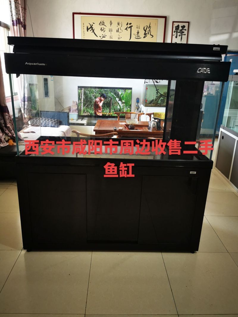 彩鰈和久鼎哪個更值得購買？，彩鰈與久鼎的區別 彩鰈和久鼎哪個更值得購買？，彩鰈與久鼎的區別 龍魚百科 第5張