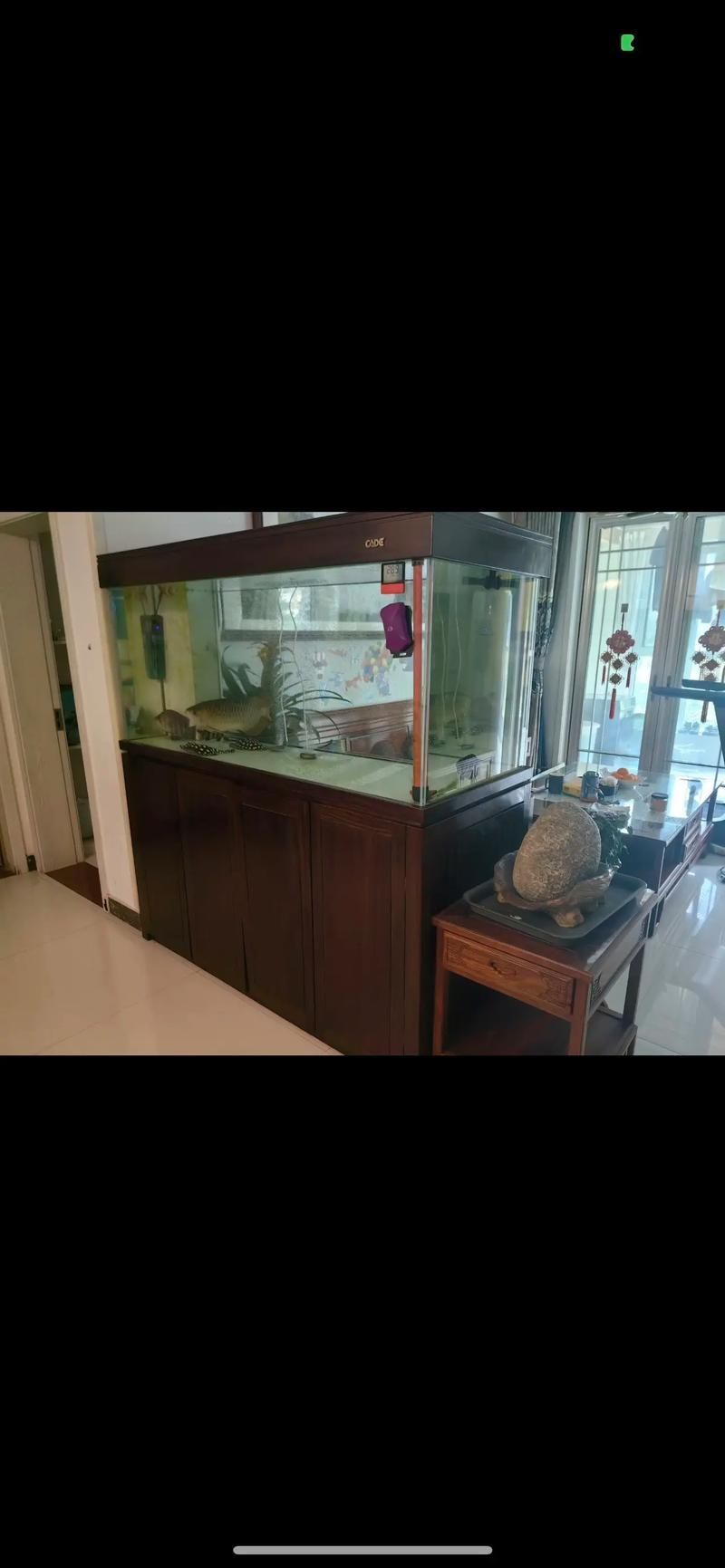 彩鰈和久鼎哪個更值得購買？，彩鰈與久鼎的區別 彩鰈和久鼎哪個更值得購買？，彩鰈與久鼎的區別 龍魚百科 第9張