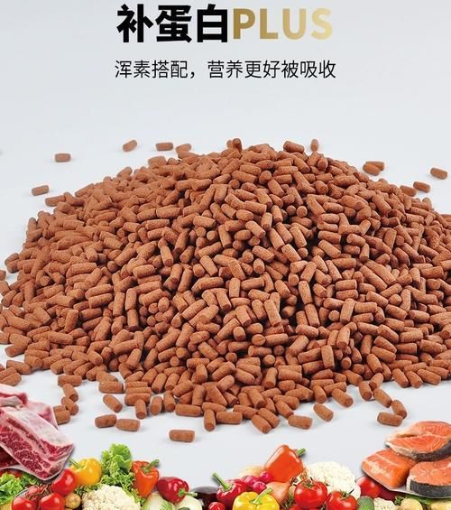 海豚龍魚飼料有哪些型號推薦？，海豚龍魚飼料型號 海豚龍魚飼料有哪些型號推薦？，海豚龍魚飼料型號 龍魚百科 第9張