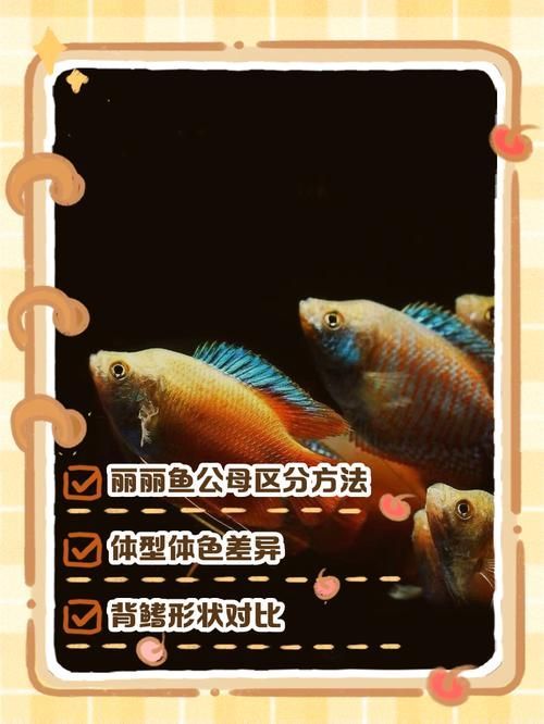 如何區分朱巴利魚的雌雄？