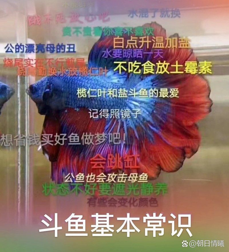 魚爛尾多久能恢復(fù)，如何治療魚爛尾 魚爛尾多久能恢復(fù)，如何治療魚爛尾 龍魚百科 第1張