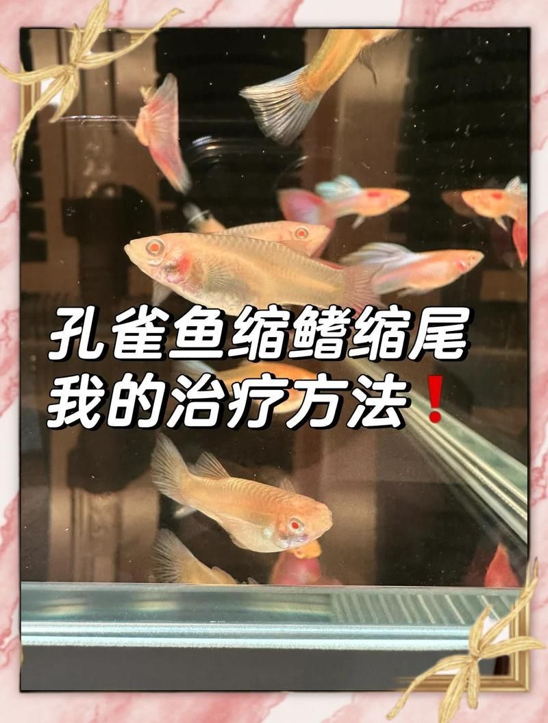 魚爛尾多久能恢復(fù)，如何治療魚爛尾 魚爛尾多久能恢復(fù)，如何治療魚爛尾 龍魚百科 第2張