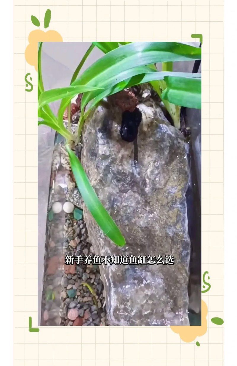 哪種材質的龍魚缸最耐用？，超白玻璃是目前制作龍魚缸最耐用且綜合性能最優的材質 哪種材質的龍魚缸最耐用？，超白玻璃是目前制作龍魚缸最耐用且綜合性能最優的材質 龍魚百科 第6張