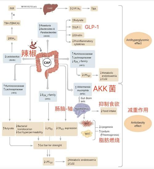 腸道微生態調控具體如何操作,關于腸道微生態調控 龍魚百科 第5張 腸道微生態調控具體如何操作,關于腸道微生態調控 腸道微生態調控具體如何操作,關于腸道微生態調控 龍魚百科 第5張