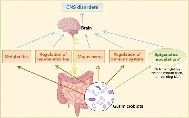 腸道微生態調控具體如何操作,關于腸道微生態調控 龍魚百科 第6張 腸道微生態調控具體如何操作,關于腸道微生態調控 腸道微生態調控具體如何操作,關于腸道微生態調控 龍魚百科 第6張