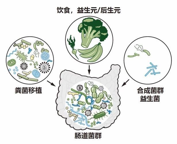 腸道微生態調控具體如何操作,關于腸道微生態調控 龍魚百科 第2張 腸道微生態調控具體如何操作,關于腸道微生態調控 腸道微生態調控具體如何操作,關于腸道微生態調控 龍魚百科 第2張