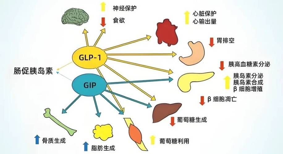 腸道微生態調控具體如何操作,關于腸道微生態調控 龍魚百科 第3張 腸道微生態調控具體如何操作,關于腸道微生態調控 腸道微生態調控具體如何操作,關于腸道微生態調控 龍魚百科 第3張