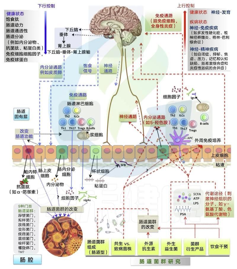 腸道微生態調控具體如何操作,關于腸道微生態調控 龍魚百科 第1張 腸道微生態調控具體如何操作,關于腸道微生態調控 腸道微生態調控具體如何操作,關于腸道微生態調控 龍魚百科 第1張