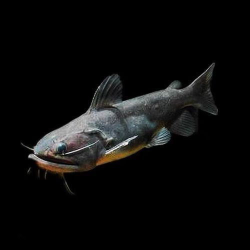哪里可以購買到大嘴鯨魚？，大嘴鯨魚怎么樣？ 哪里可以購買到大嘴鯨魚？，大嘴鯨魚怎么樣？ 龍魚百科 第2張