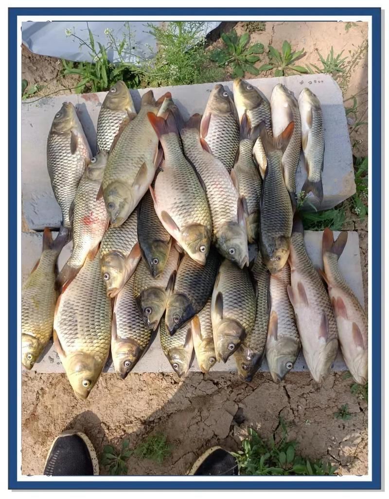 有哪些藥物可以預防魚腸炎，魚類腸炎的預防用藥清單 有哪些藥物可以預防魚腸炎，魚類腸炎的預防用藥清單 龍魚百科 第2張