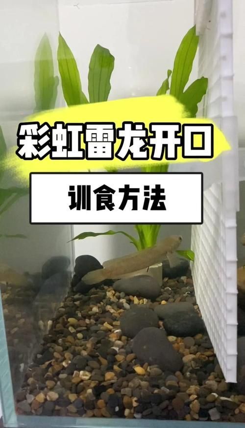 給我一些關(guān)于雷龍腹水的治療圖片,關(guān)于雷龍腹水治療 龍魚百科 第14張 給我一些關(guān)于雷龍腹水的治療圖片,關(guān)于雷龍腹水治療 給我一些關(guān)于雷龍腹水的治療圖片,關(guān)于雷龍腹水治療 龍魚百科 第14張