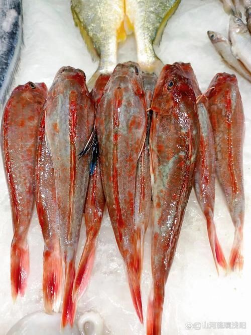 紅頭利魚,“紅頭利魚(如紅頭利魚(如紅頭利魚”的標(biāo)準(zhǔn)物種詳解 龍魚百科 第2張 紅頭利魚,“紅頭利魚(如紅頭利魚(如紅頭利魚”的標(biāo)準(zhǔn)物種詳解 紅頭利魚,“紅頭利魚(如紅頭利魚(如紅頭利魚”的標(biāo)準(zhǔn)物種詳解 龍魚百科 第2張