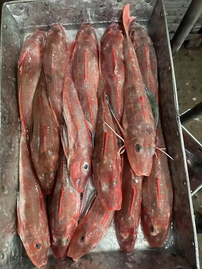 紅頭利魚,“紅頭利魚(如紅頭利魚(如紅頭利魚”的標(biāo)準(zhǔn)物種詳解 龍魚百科 第3張 紅頭利魚,“紅頭利魚(如紅頭利魚(如紅頭利魚”的標(biāo)準(zhǔn)物種詳解 紅頭利魚,“紅頭利魚(如紅頭利魚(如紅頭利魚”的標(biāo)準(zhǔn)物種詳解 龍魚百科 第3張