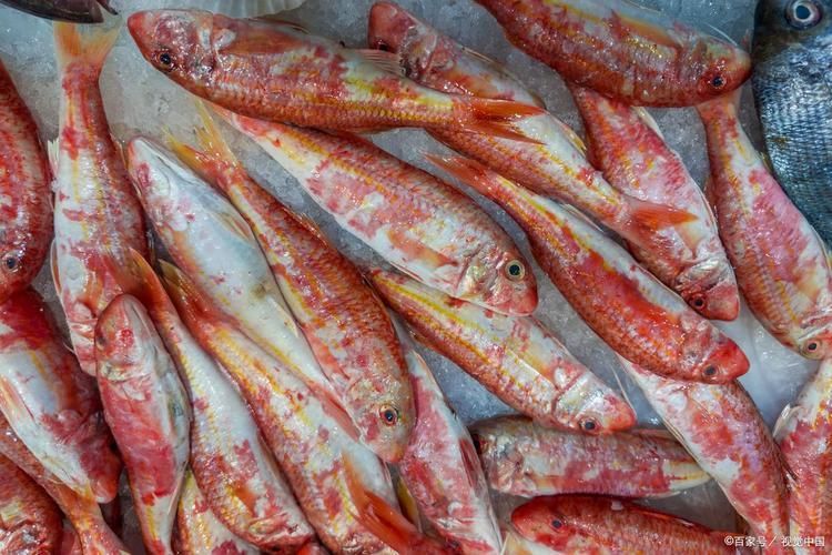 紅頭利魚,“紅頭利魚(如紅頭利魚(如紅頭利魚”的標(biāo)準(zhǔn)物種詳解 龍魚百科 第5張 紅頭利魚,“紅頭利魚(如紅頭利魚(如紅頭利魚”的標(biāo)準(zhǔn)物種詳解 紅頭利魚,“紅頭利魚(如紅頭利魚(如紅頭利魚”的標(biāo)準(zhǔn)物種詳解 龍魚百科 第5張