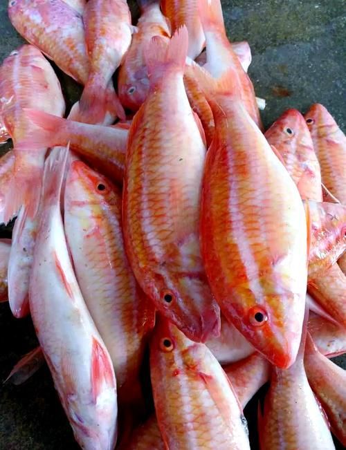紅頭利魚,“紅頭利魚(如紅頭利魚(如紅頭利魚”的標(biāo)準(zhǔn)物種詳解 龍魚百科 第4張 紅頭利魚,“紅頭利魚(如紅頭利魚(如紅頭利魚”的標(biāo)準(zhǔn)物種詳解 紅頭利魚,“紅頭利魚(如紅頭利魚(如紅頭利魚”的標(biāo)準(zhǔn)物種詳解 龍魚百科 第4張