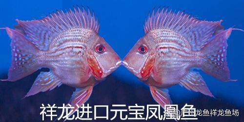 如何購(gòu)買(mǎi)祥龍魚(yú)場(chǎng)的飼料？，祥龍魚(yú)場(chǎng)紅龍魚(yú)專(zhuān)用增色飼料 如何購(gòu)買(mǎi)祥龍魚(yú)場(chǎng)的飼料？，祥龍魚(yú)場(chǎng)紅龍魚(yú)專(zhuān)用增色飼料 龍魚(yú)百科 第2張