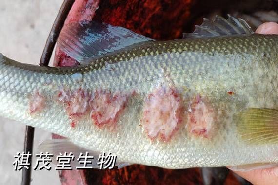 黑鱗病對哪些魚類危害最大，arxiv論文助手 黑鱗病對哪些魚類危害最大，arxiv論文助手 龍魚百科 第3張
